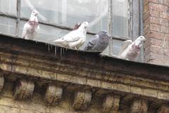 Russian Cathedral in Harbin with pigeons