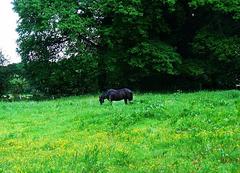 field of buttercups in Stellmoorer Tunneltal nature reserve