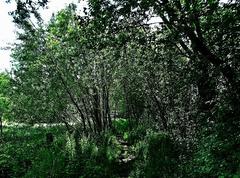 Nature Reserve Stellmoorer Tunneltal Hamburg