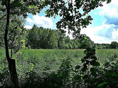 Scenic view of Stellmoorer Tunneltal Nature Reserve in Hamburg with wildflower meadow