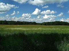 Blooming meadow in Stellmoorer Tunneltal Nature Reserve, Hamburg