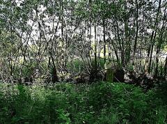 Fallen willow tree in Stellmoorer Tunneltal nature reserve, Hamburg