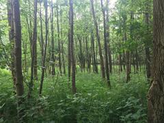 Hamburg Wildlife Sanctuary Hoeltigbaum birch forest