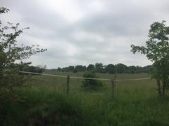 Hamburg Wildlife Sanctuary Hoeltigbaum pasture landscape