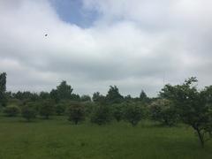 Hamburg Wildlife Sanctuary Hoeltigbaum orchard