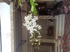 Dendrobium orchid flower