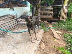 Kanni Dog in Thrissur Kerala