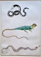 South American legless lizard, iguana or East Indian tree lizard, and seahorse by Maria Sibylla Merian