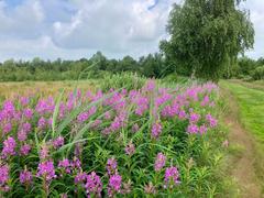 nature reserve de Alde Feanen south of Earnewâld