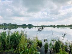 Alde Feanen nature reserve south of Earnewâld