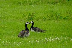 Barnacle geese in de Alde Feanen nature reserve