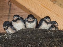 Five barn swallows perched in a row