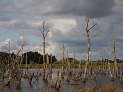 De Alde Feanen National Park landscape