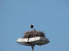 stork standing in a grassy field