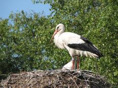 Stork in De Alde Feanen National Park