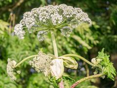 Giant Hogweed in De Alde Feanen National Park