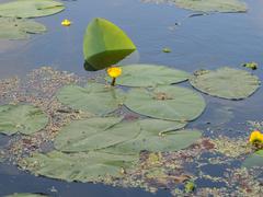 Yellow water lily in De Alde Feanen National Park