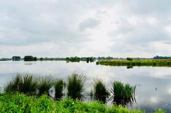 De Alde Feanen nature reserve in the south of Earnewâld