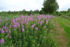 Nature reserve Alde Feanen south of Earnewâld