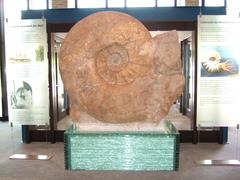 Parapuzosia seppenradensis, the world's largest known ammonite