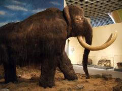 Recreation of a mammoth exhibit