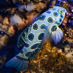 Mandarinfish at Palma Aquarium