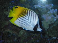 Butterfly fish at Palma Aquarium