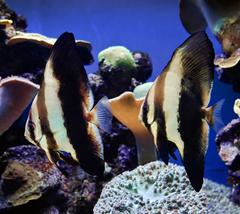 batfish in Palma Aquarium