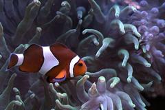 Clownfish in Palma Aquarium