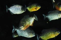 Piranha fish in Palma Aquarium