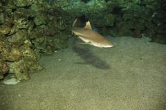 Tiburón puntas negras in Palma Aquarium