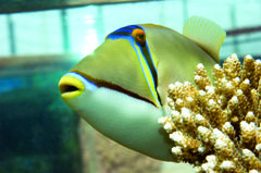 Picasso triggerfish at Palma Aquarium