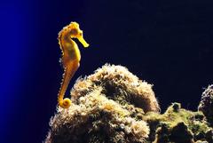 Palma Aquarium Mediterranean Sea exhibit