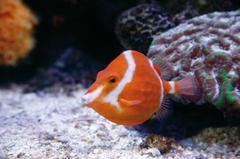 Boxfish at Palma Aquarium