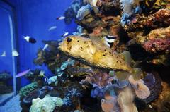 Long-spined porcupinefish at Palma Aquarium