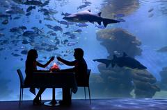 Cena con tiburones at Palma Aquarium