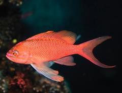 Pez Anthias in Palma Aquarium