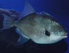 Triggerfish in Palma Aquarium