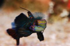 Mandarin fish at Palma Aquarium