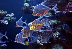 Indian pompano fish in Palma Aquarium