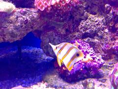 Underwater scene at Palma de Mallorca Aquarium showcasing diverse marine life