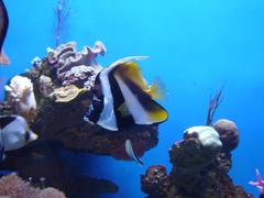 A vibrant underwater scene at Palma de Mallorca Aquarium