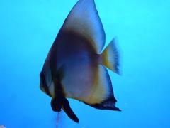 Colorful tropical fish swimming in a vibrant coral reef