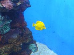 Shark swimming in an aquarium