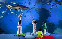 Palma Aquarium shark tank