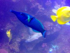 Lábrido hocicudo fish in Palma de Mallorca aquarium