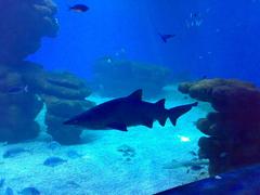 Beautiful marine life in Palma de Mallorca Aquarium