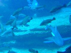 Shark with pilot fish at Palma Aquarium