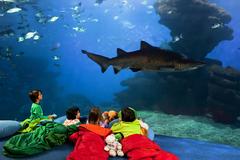 Shark at Palma Aquarium