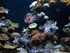 Tropical Seas exhibit at Palma Aquarium